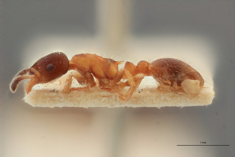 B011 Leptothorax vandeli Lateral ZS PMax.jpg