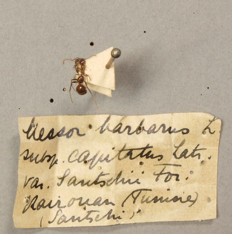 TYPFORM0065bis Messor barbarus capitatus santschii Labels.JPG TYPFORM0065bis Messor barbarus capitatus santschii Labels.JPG