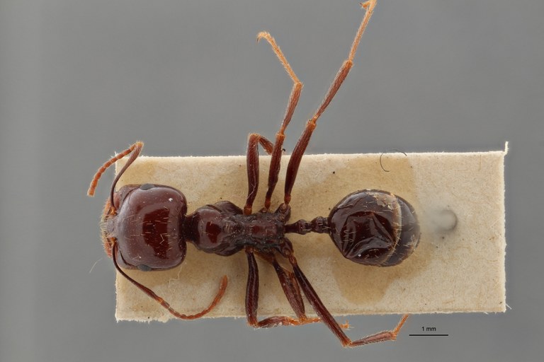 B121 Messor capitatus var. Sanchtii Dorsal ZS PMax.jpg B121 Messor capitatus var. Sanchtii Dorsal ZS PMax.jpg