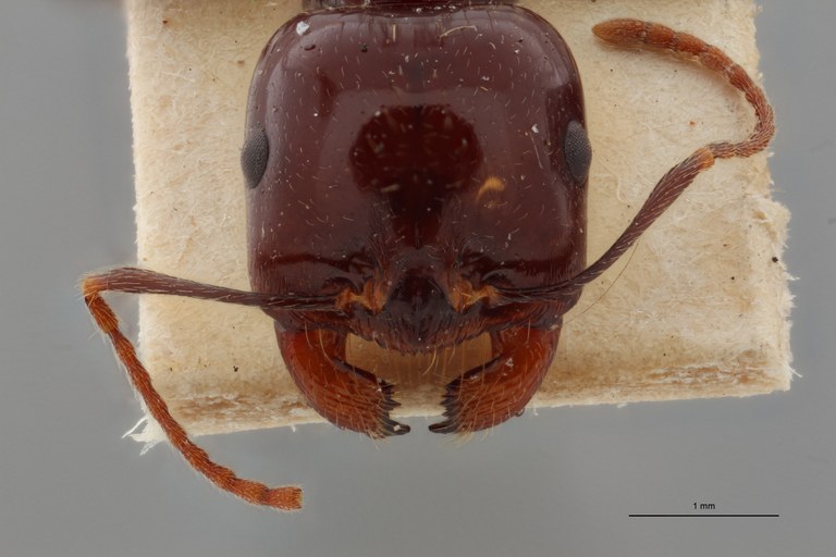 B121 Messor capitatus var. Sanchtii Frontal ZS PMax.jpg B121 Messor capitatus var. Sanchtii Frontal ZS PMax.jpg