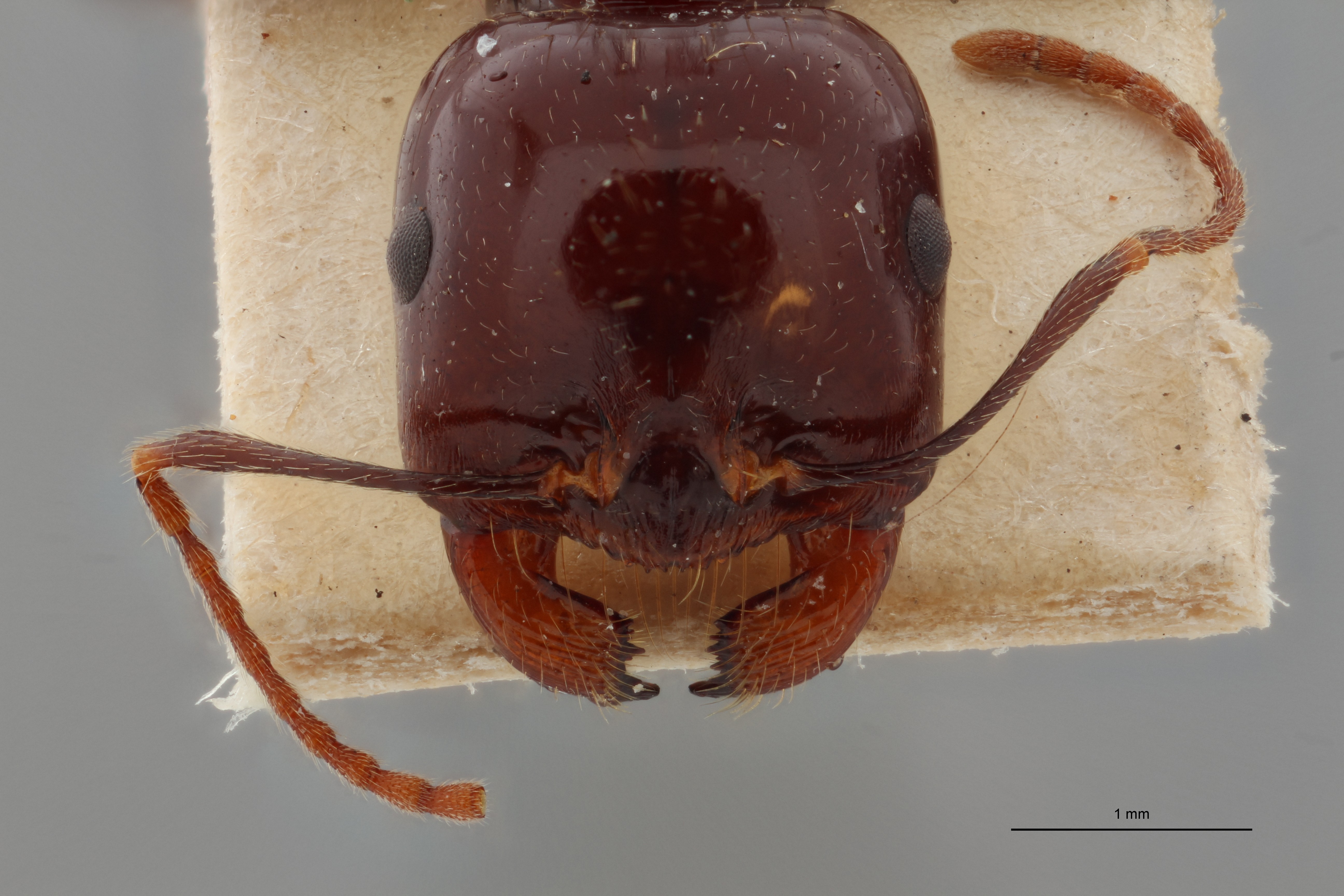 B121 Messor capitatus var. Sanchtii Frontal ZS PMax.jpg