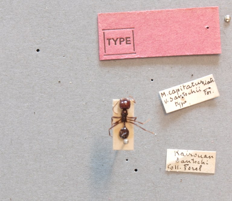 B121 Messor capitatus var. Sanchtii Labels.JPG B121 Messor capitatus var. Sanchtii Labels.JPG