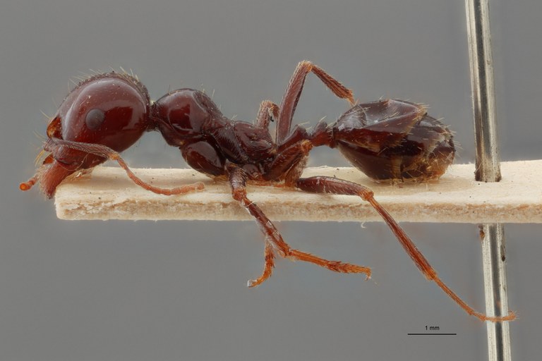 B121 Messor capitatus var. Sanchtii Lateral ZS PMax.jpg B121 Messor capitatus var. Sanchtii Lateral ZS PMax.jpg