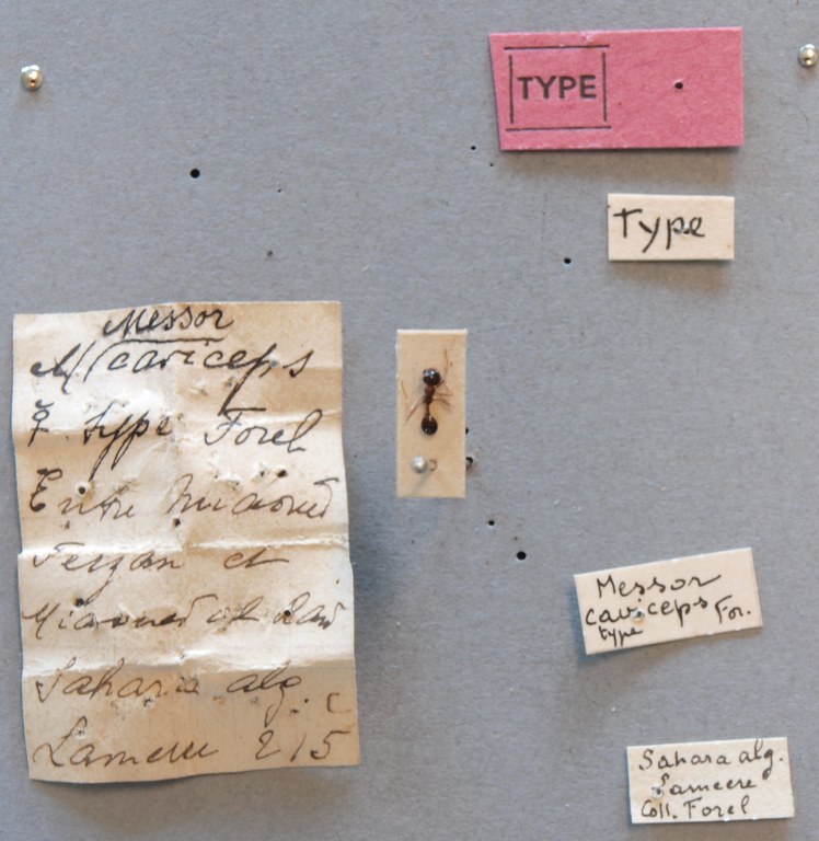 B125 Messor caviceps Labels.JPG