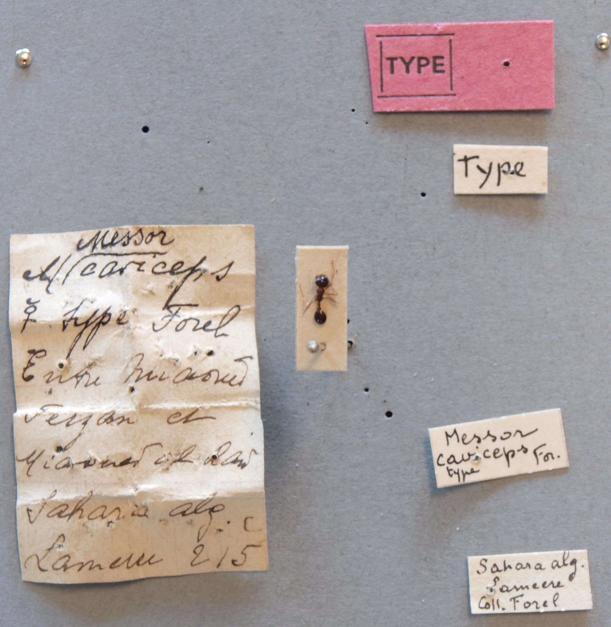 B125 Messor caviceps Labels.JPG