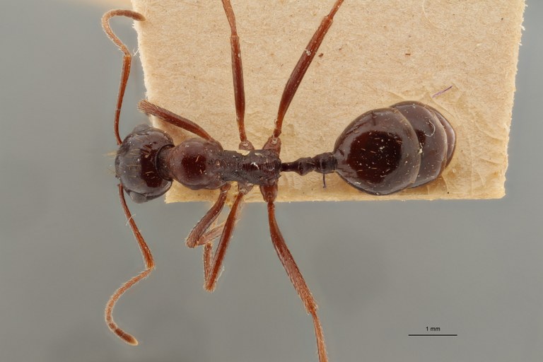 TYPFORM0066 Messor denticornis Dorsal ZS PMax.jpg