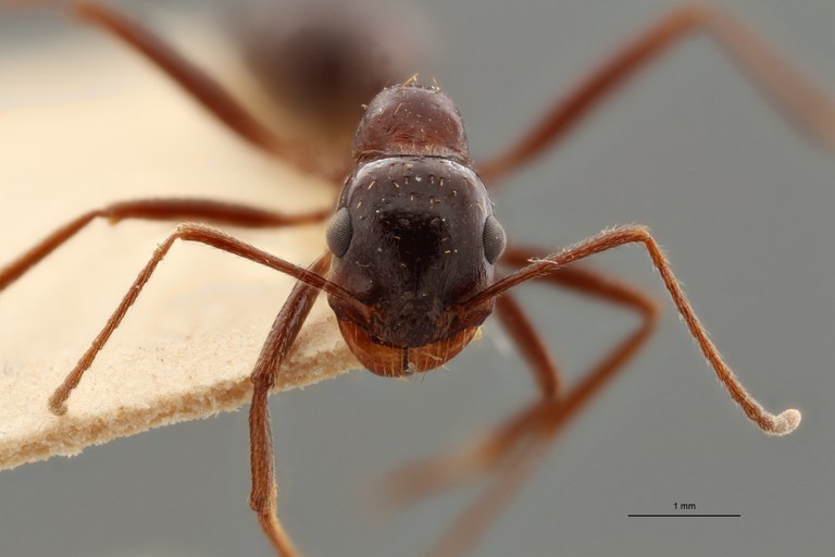 TYPFORM0066 Messor denticornis Frontal ZS PMax.jpg