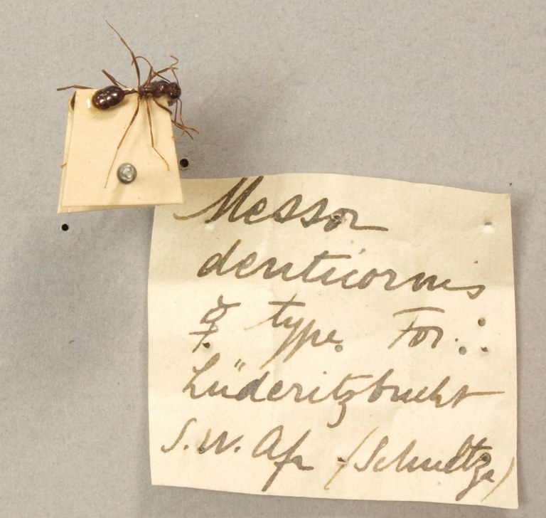 TYPFORM0066 Messor denticornis Labels.JPG