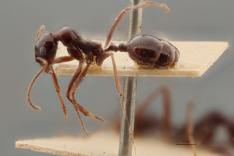 TYPFORM0066 Messor denticornis Lateral ZS PMax.jpg