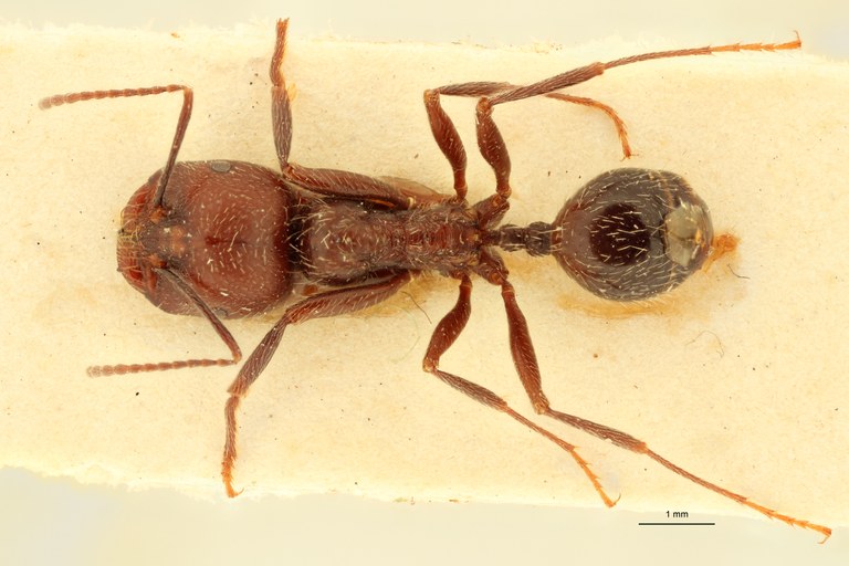 Messor orientalis D.jpg Messor orientalis D.jpg