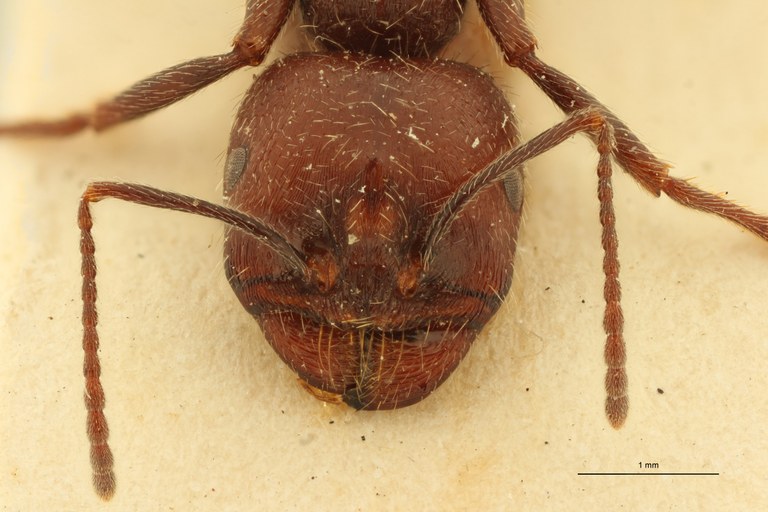 Messor orientalis F.jpg Messor orientalis F.jpg