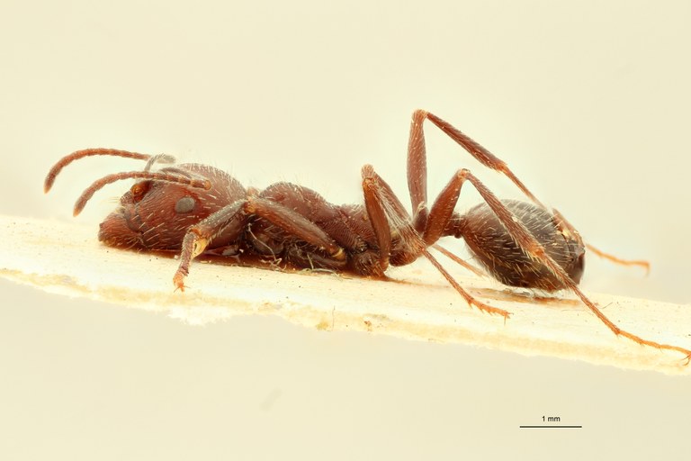 Messor orientalis L.jpg Messor orientalis L.jpg