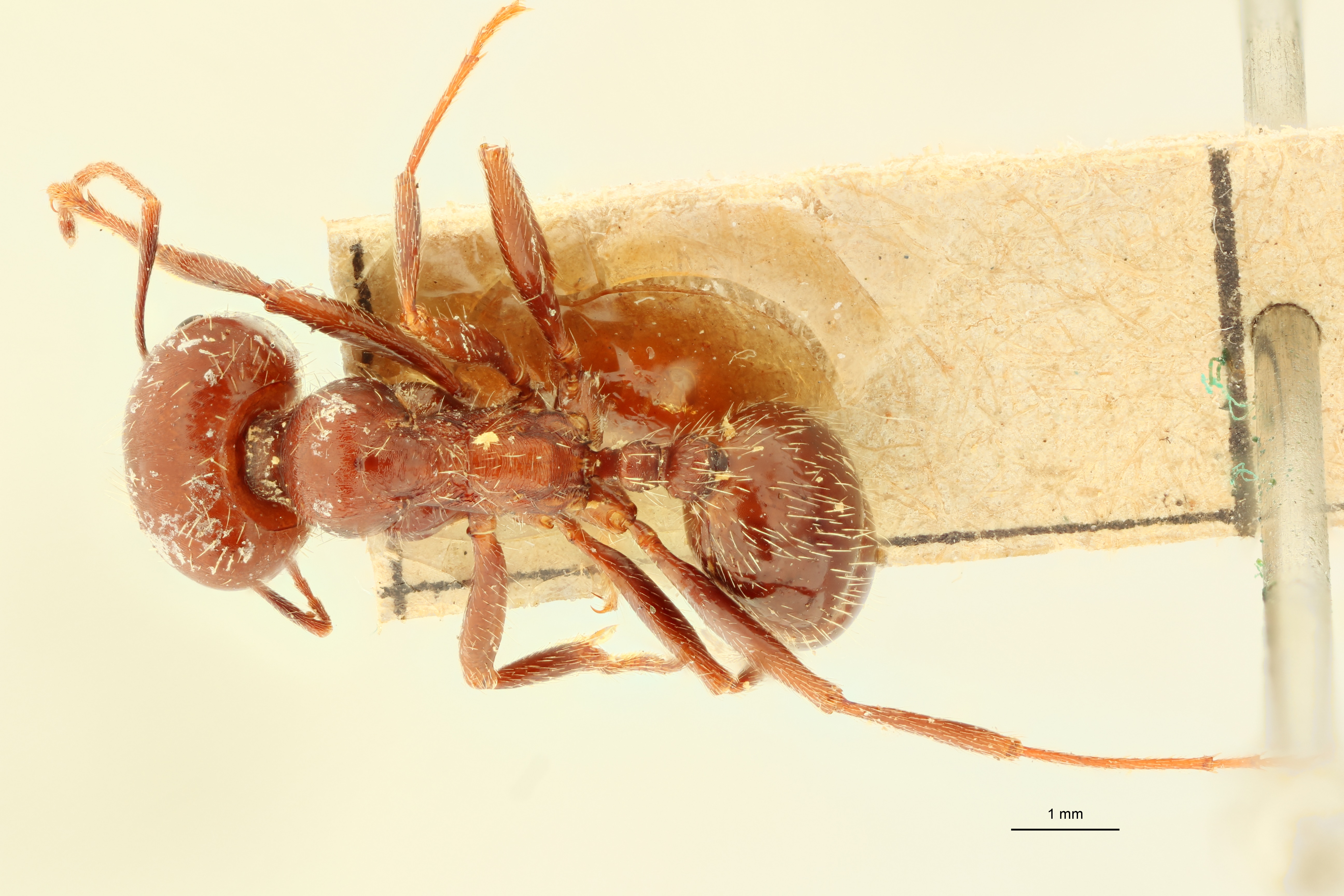Messor orientalis D.jpg