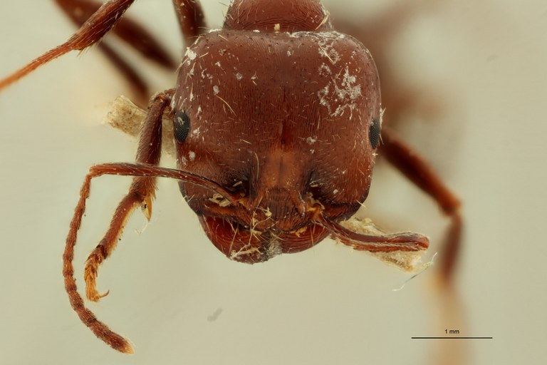 Messor orientalis F.jpg Messor orientalis F.jpg