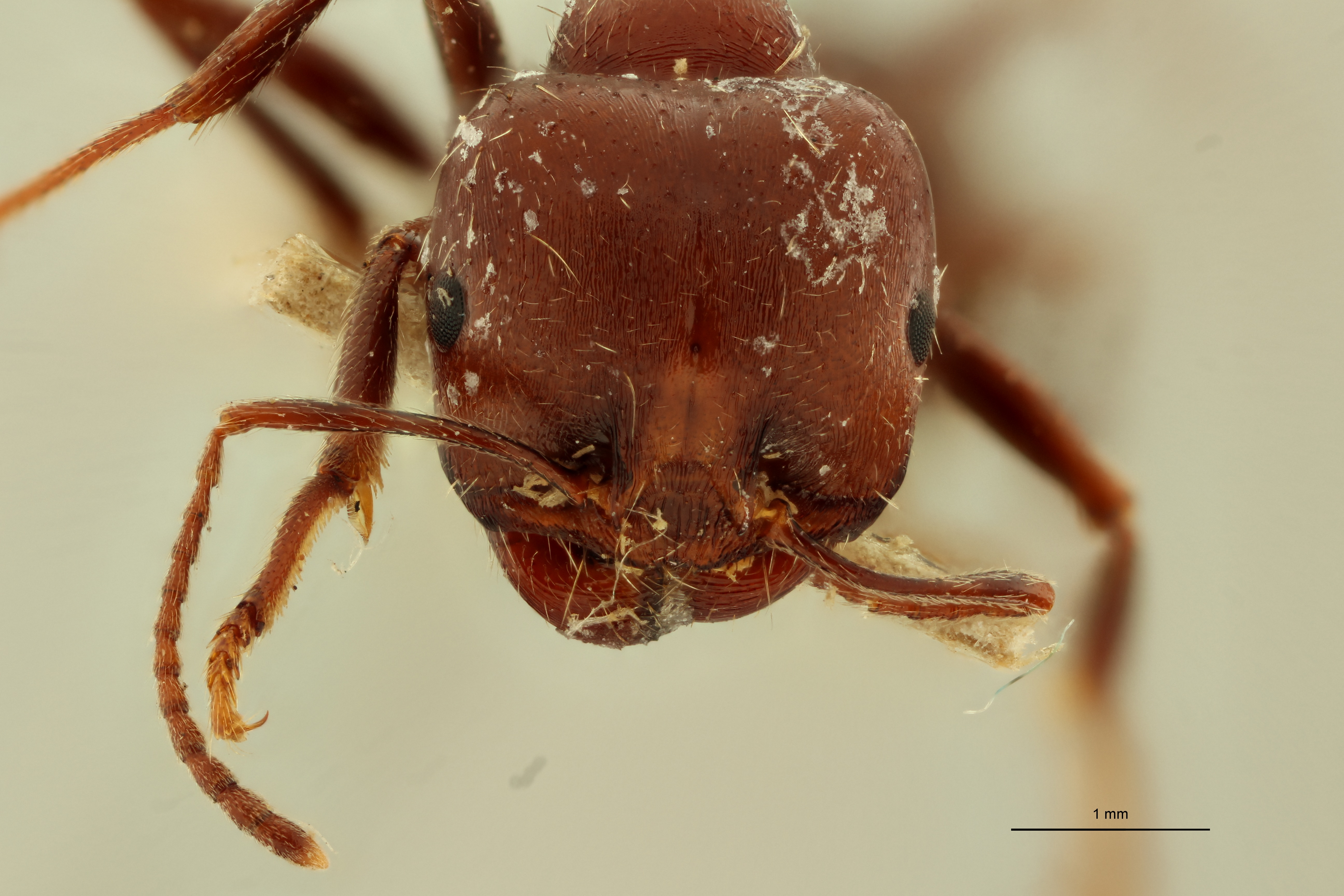 Messor orientalis F.jpg