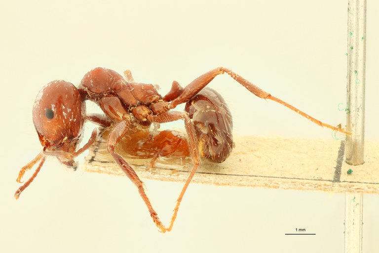 Messor orientalis L.jpg Messor orientalis L.jpg
