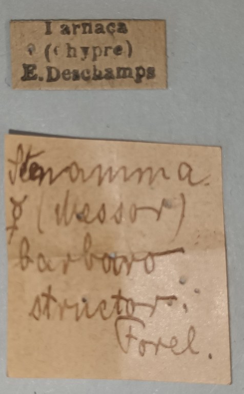Messor orientalis Labels.jpg