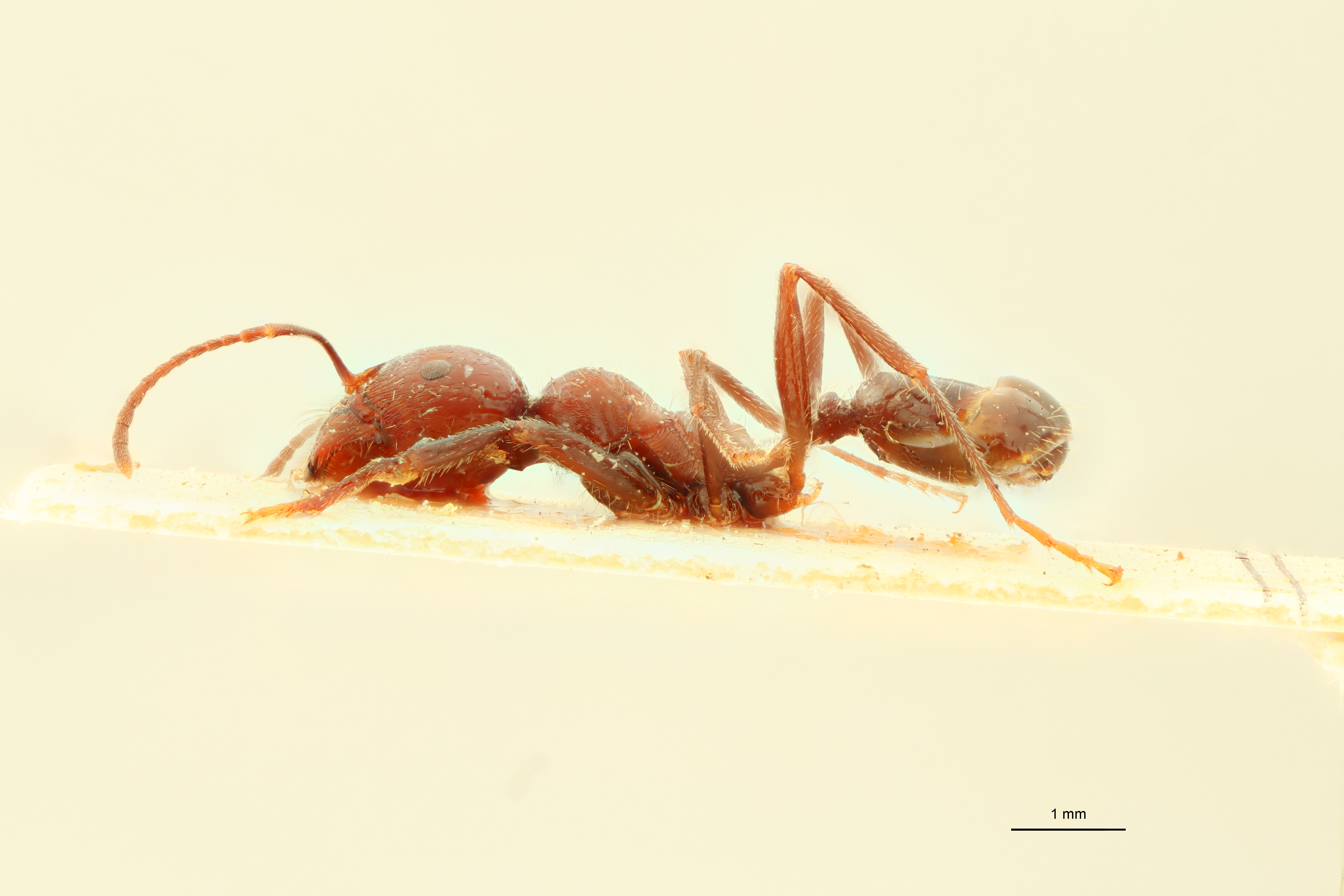 Messor orientalis L.jpg