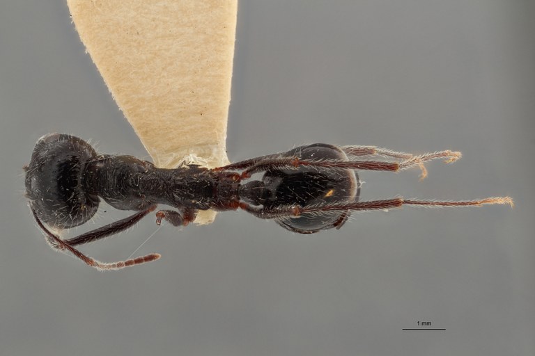 B124 Messor reticuliventris Dorsal ZS PMax.jpg B124 Messor reticuliventris Dorsal ZS PMax.jpg