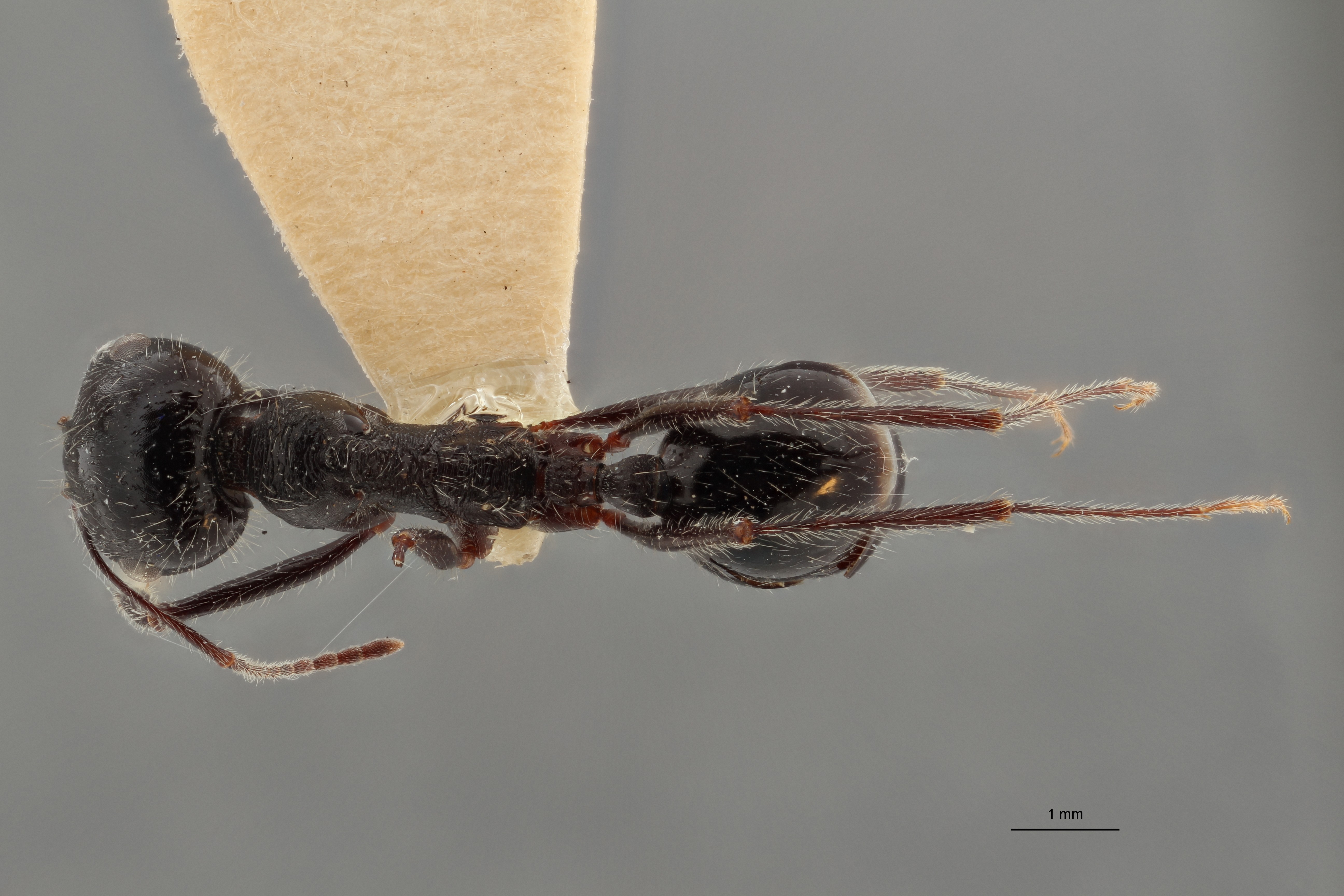 B124 Messor reticuliventris Dorsal ZS PMax.jpg