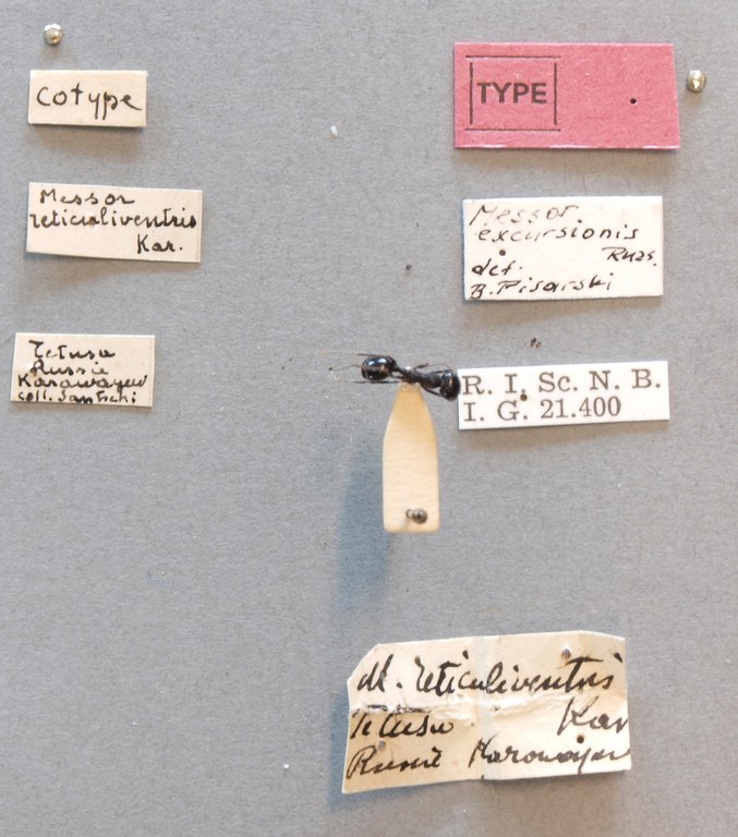 B124 Messor reticuliventris Labels.JPG B124 Messor reticuliventris Labels.JPG