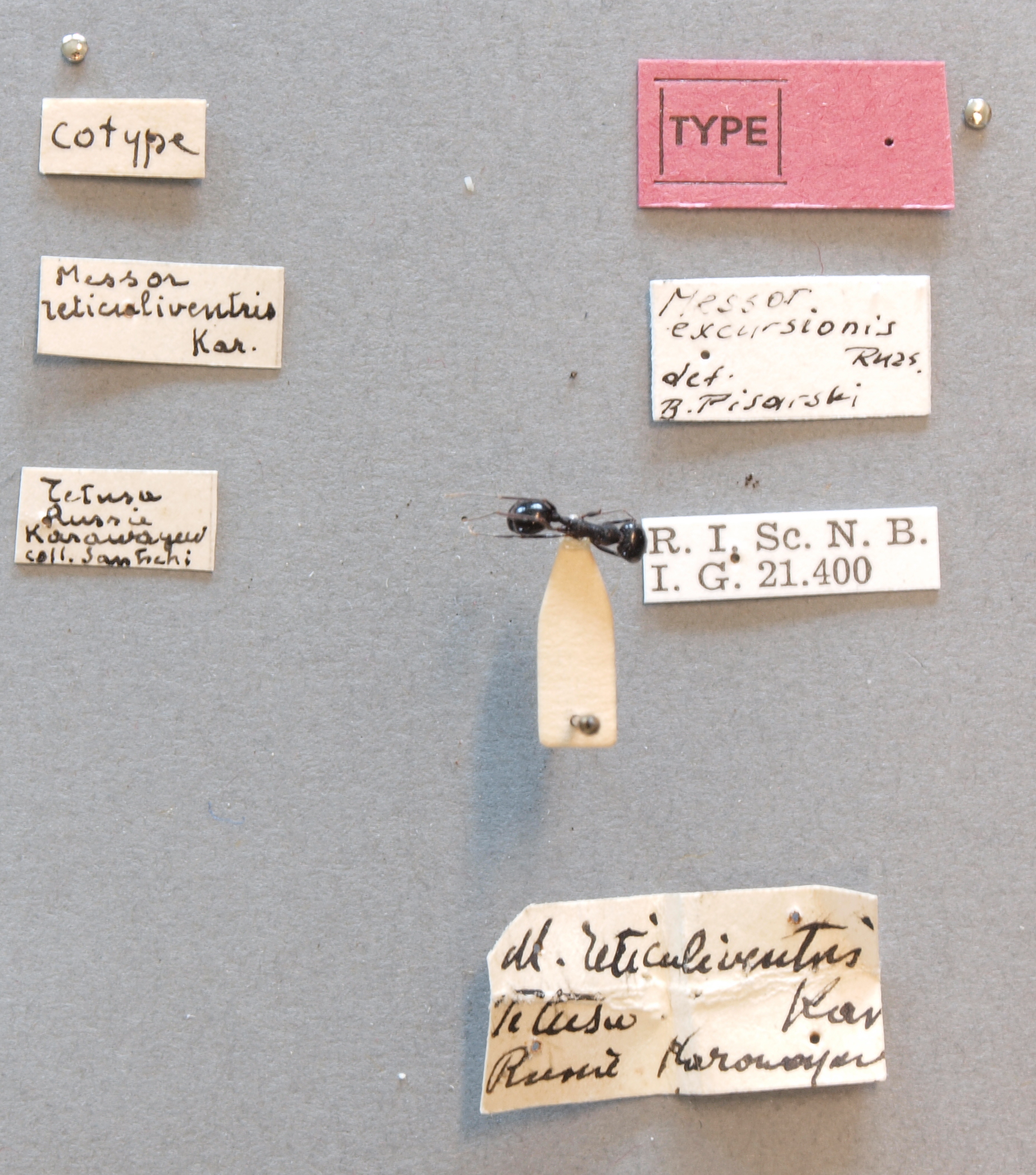 B124 Messor reticuliventris Labels.JPG
