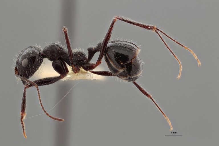 B124 Messor reticuliventris Lateral ZS PMax.jpg B124 Messor reticuliventris Lateral ZS PMax.jpg