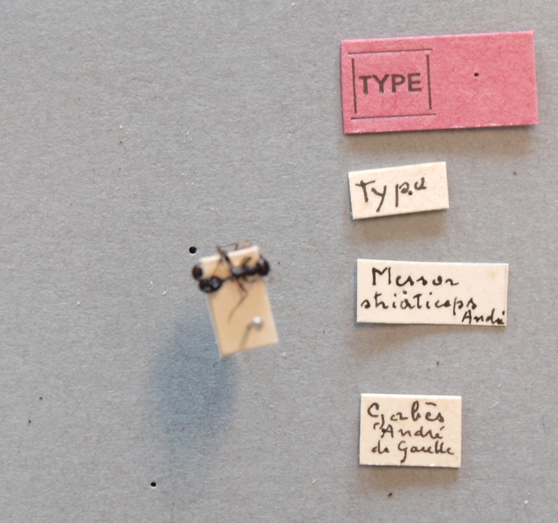 B123 Messor striaticeps andré Labels.JPG