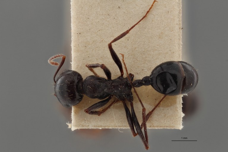 B123 Messor striaticeps Dorsal ZS PMax.jpg B123 Messor striaticeps Dorsal ZS PMax.jpg