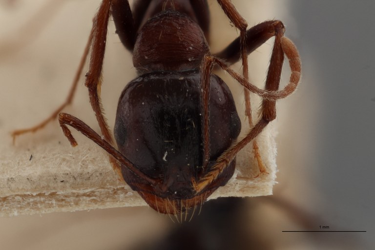 B123 Messor striaticeps Frontal ZS PMax.jpg