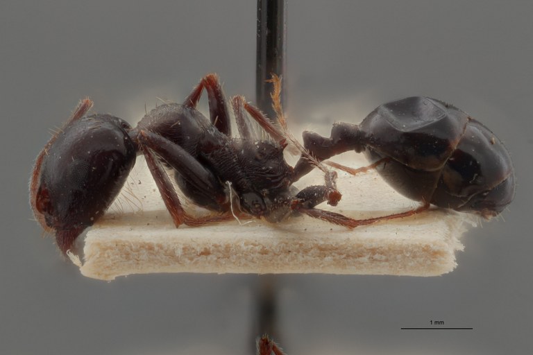 B123 Messor striaticeps Lateral ZS PMax.jpg B123 Messor striaticeps Lateral ZS PMax.jpg