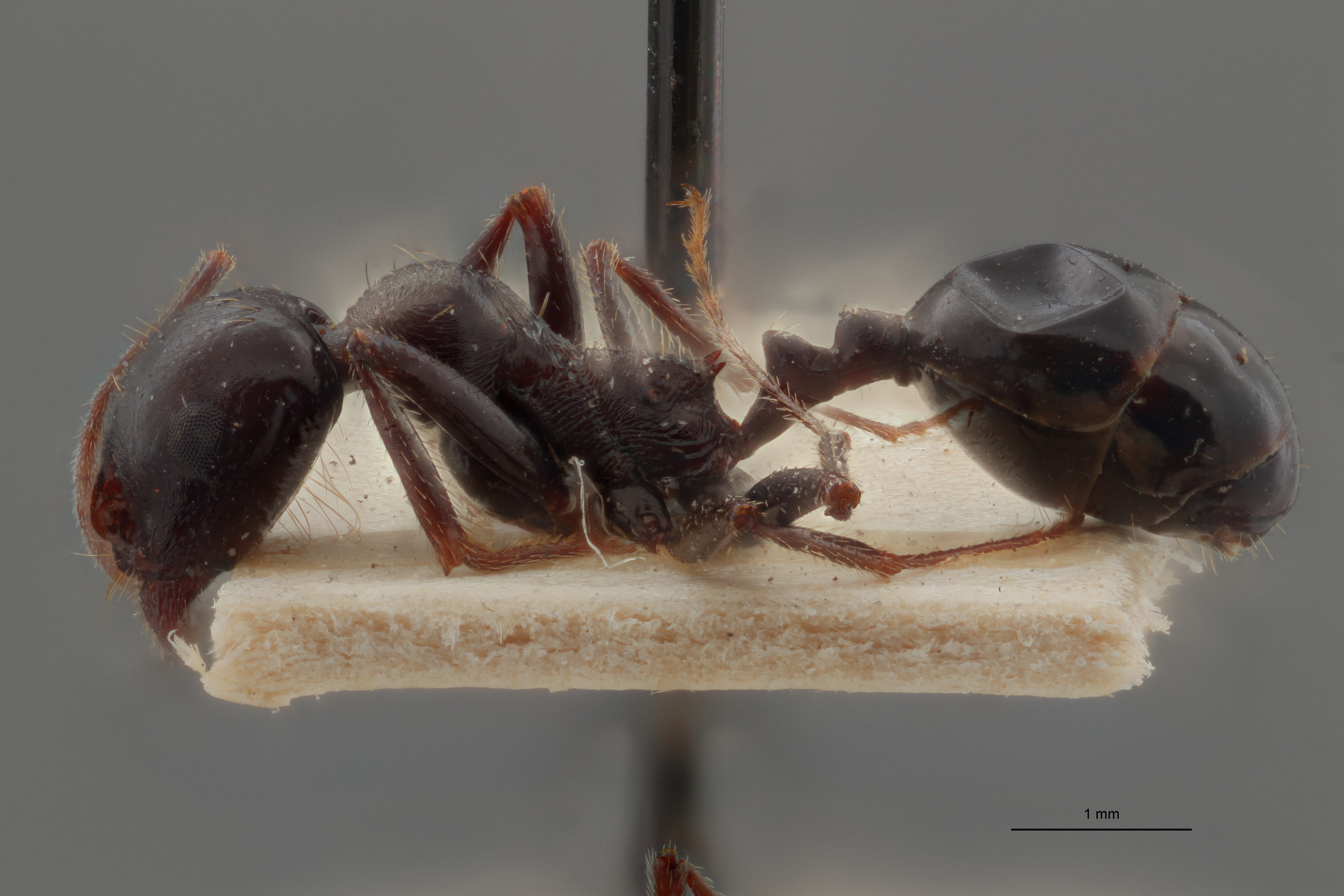 B123 Messor striaticeps Lateral ZS PMax.jpg
