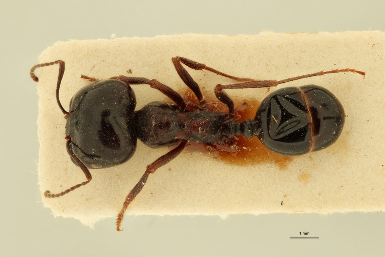 Messor syriacus D.jpg Messor syriacus D.jpg