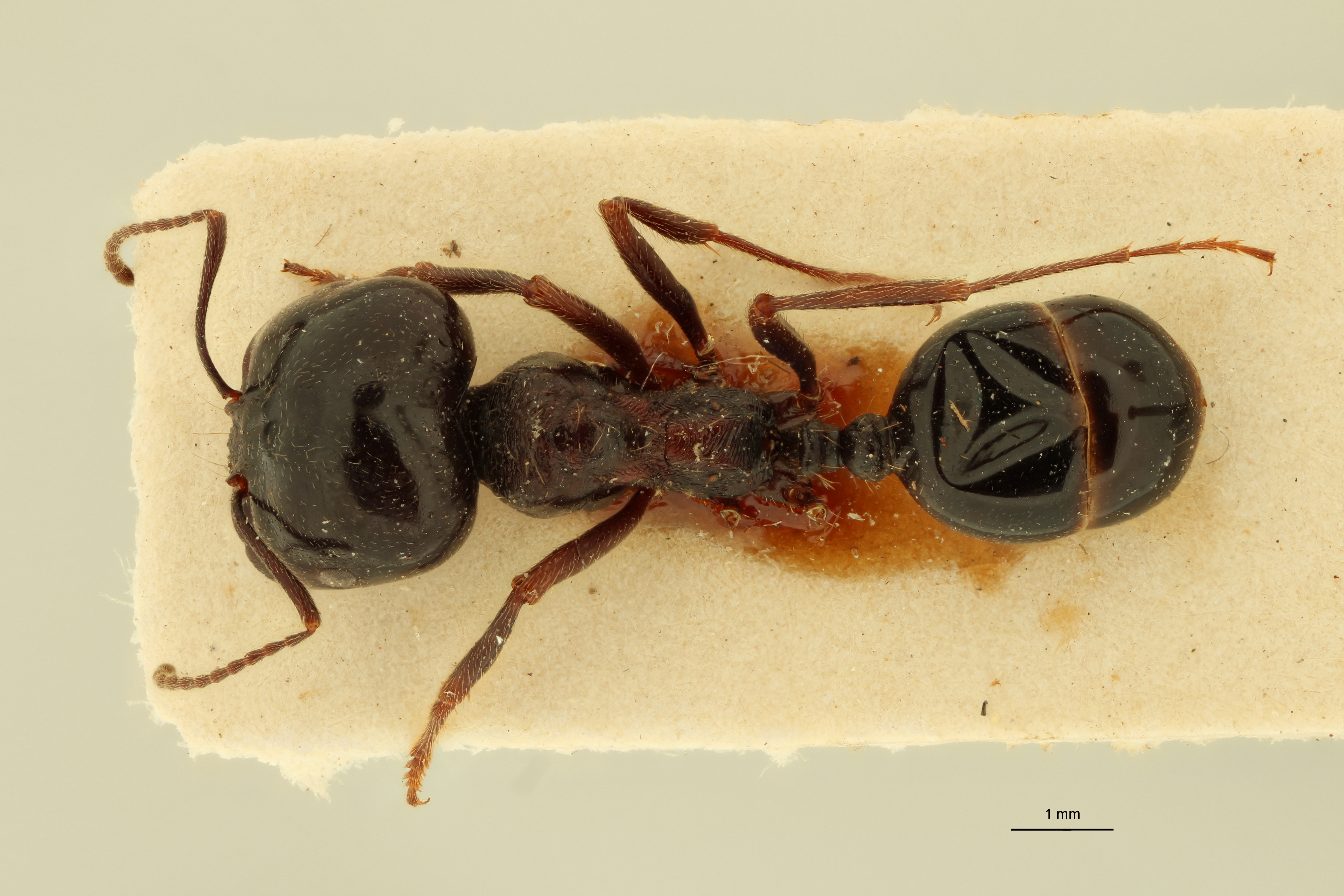 Messor syriacus D.jpg