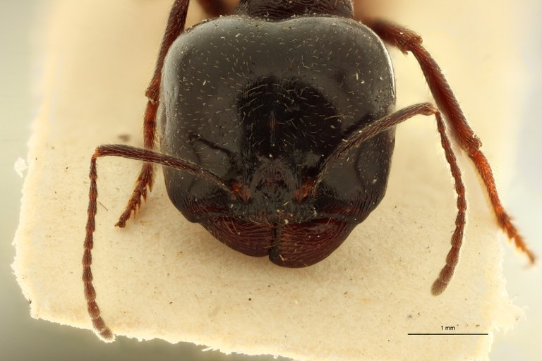 Messor syriacus F.jpg Messor syriacus F.jpg