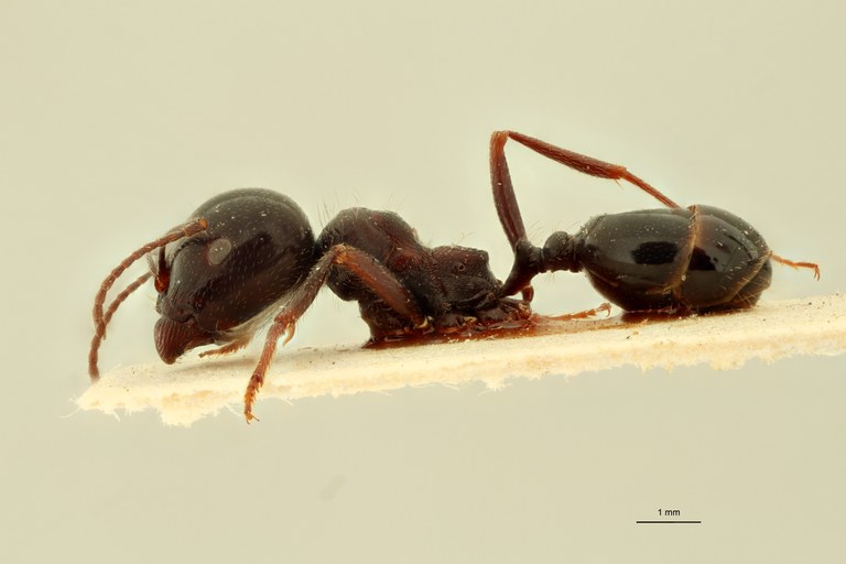 Messor syriacus L.jpg Messor syriacus L.jpg