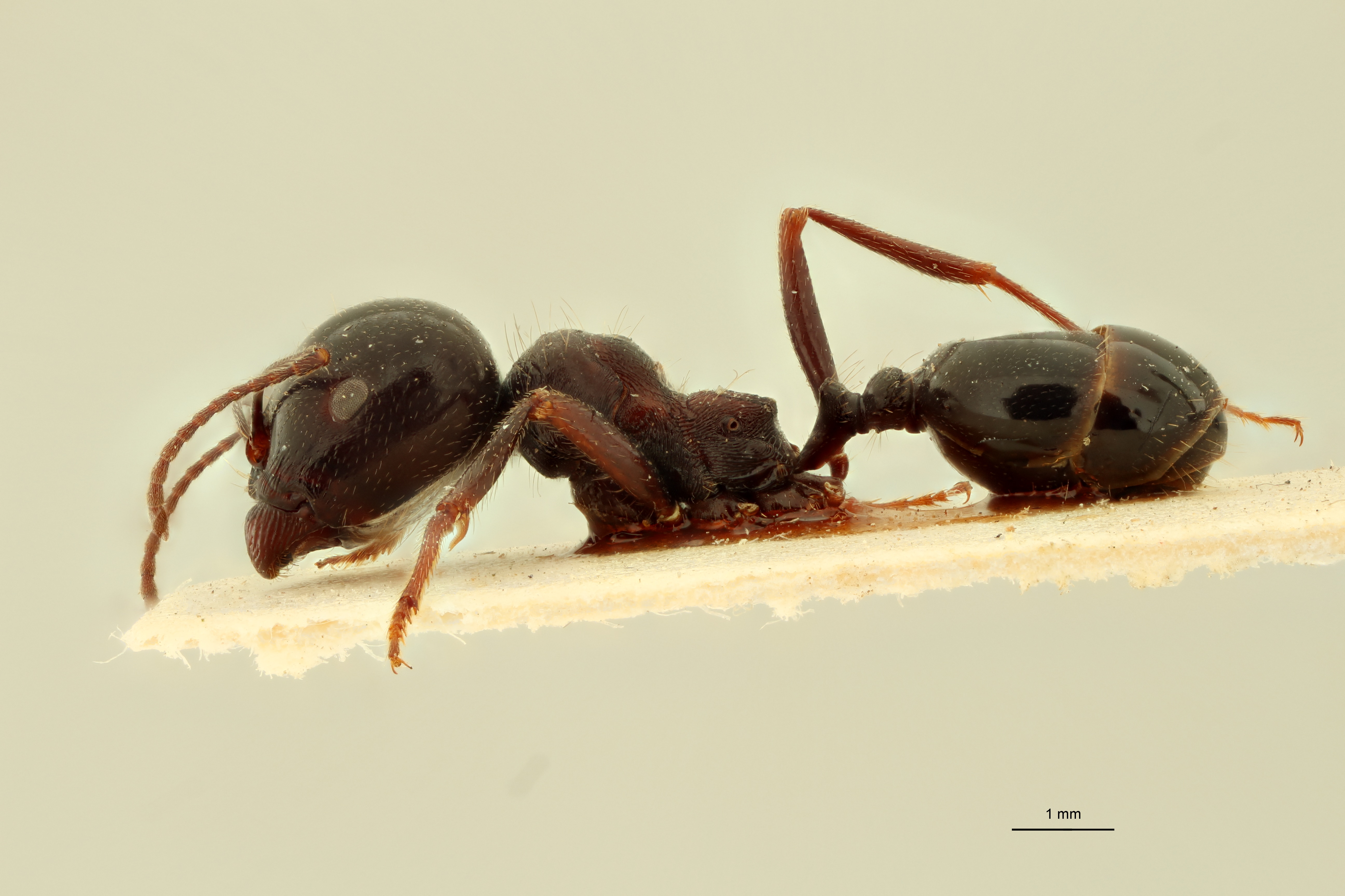 Messor syriacus L.jpg
