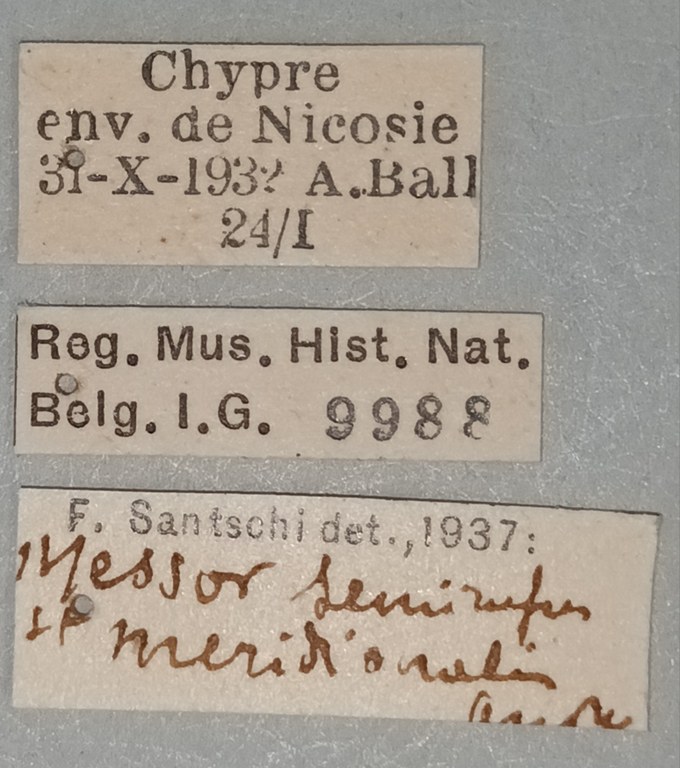 Messor syriacus Labels.jpg Messor syriacus Labels.jpg