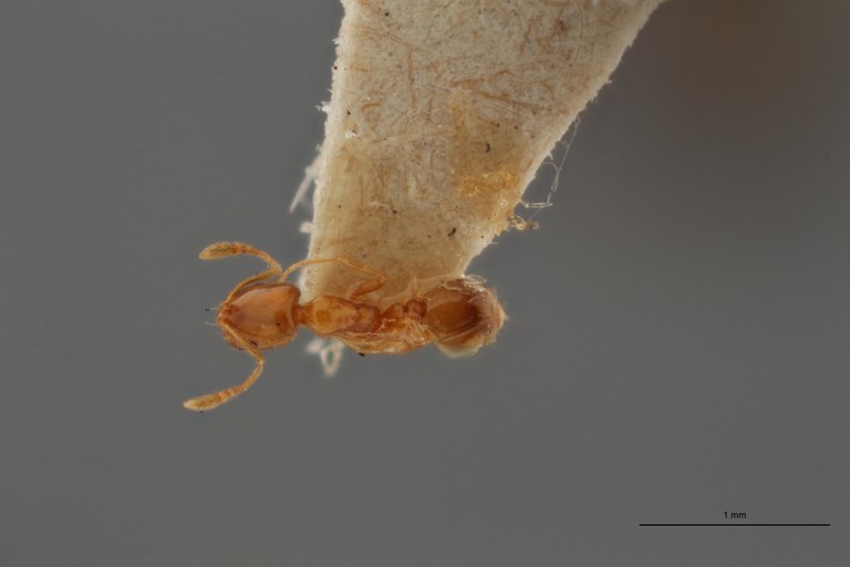 TYPFORM031 Monomorium anrei fur Dorsal ZS PMax.jpg