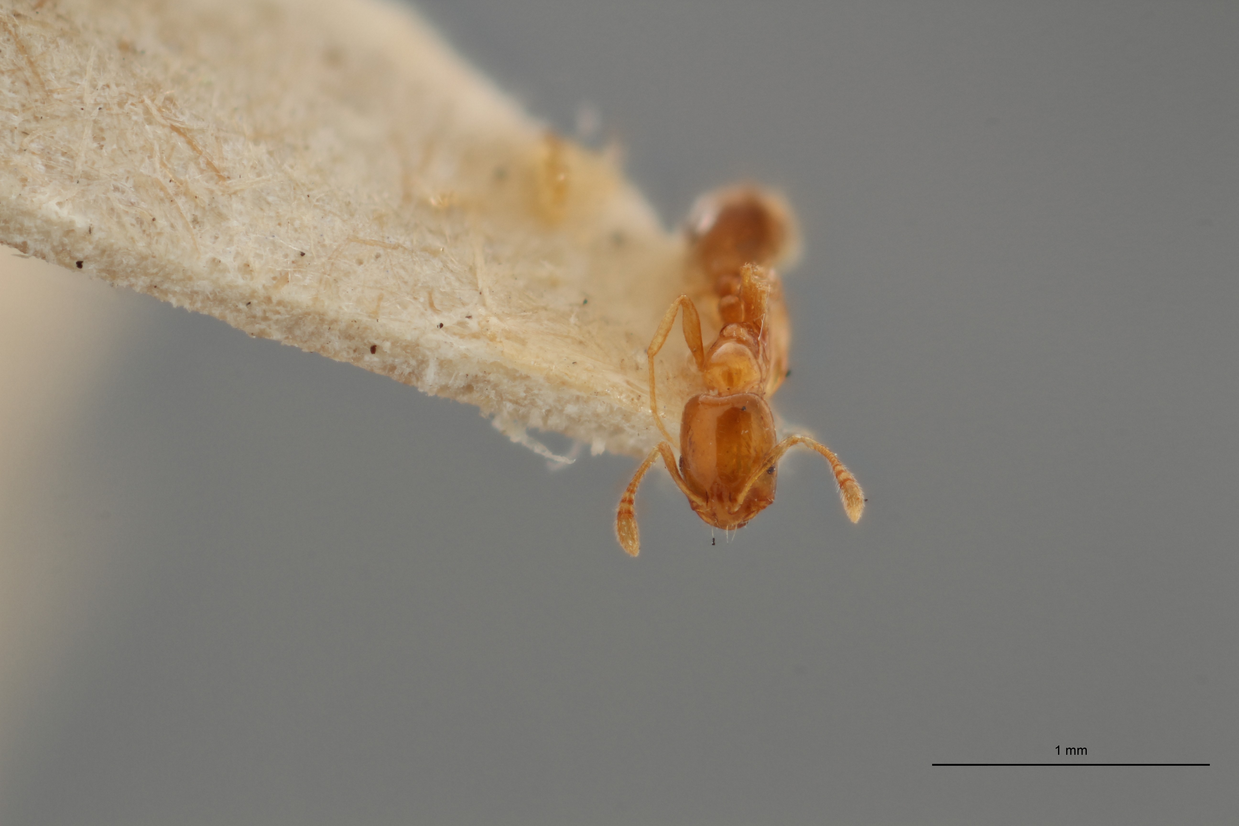 TYPFORM031 Monomorium anrei fur Frontal ZS PMax.jpg