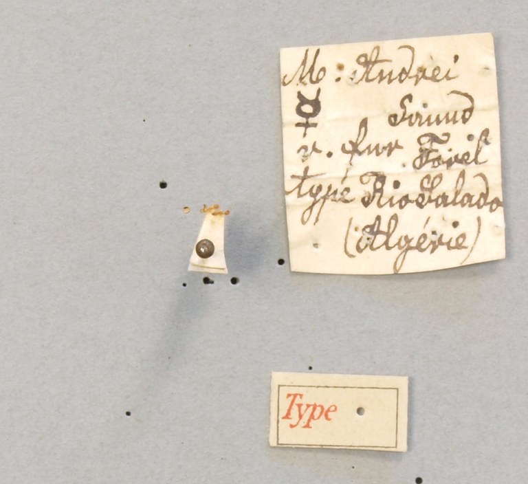 TYPFORM031 Monomorium anrei fur Labels.JPG