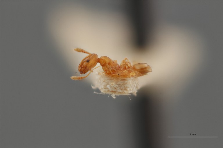 TYPFORM031 Monomorium anrei fur Lateral ZS PMax.jpg