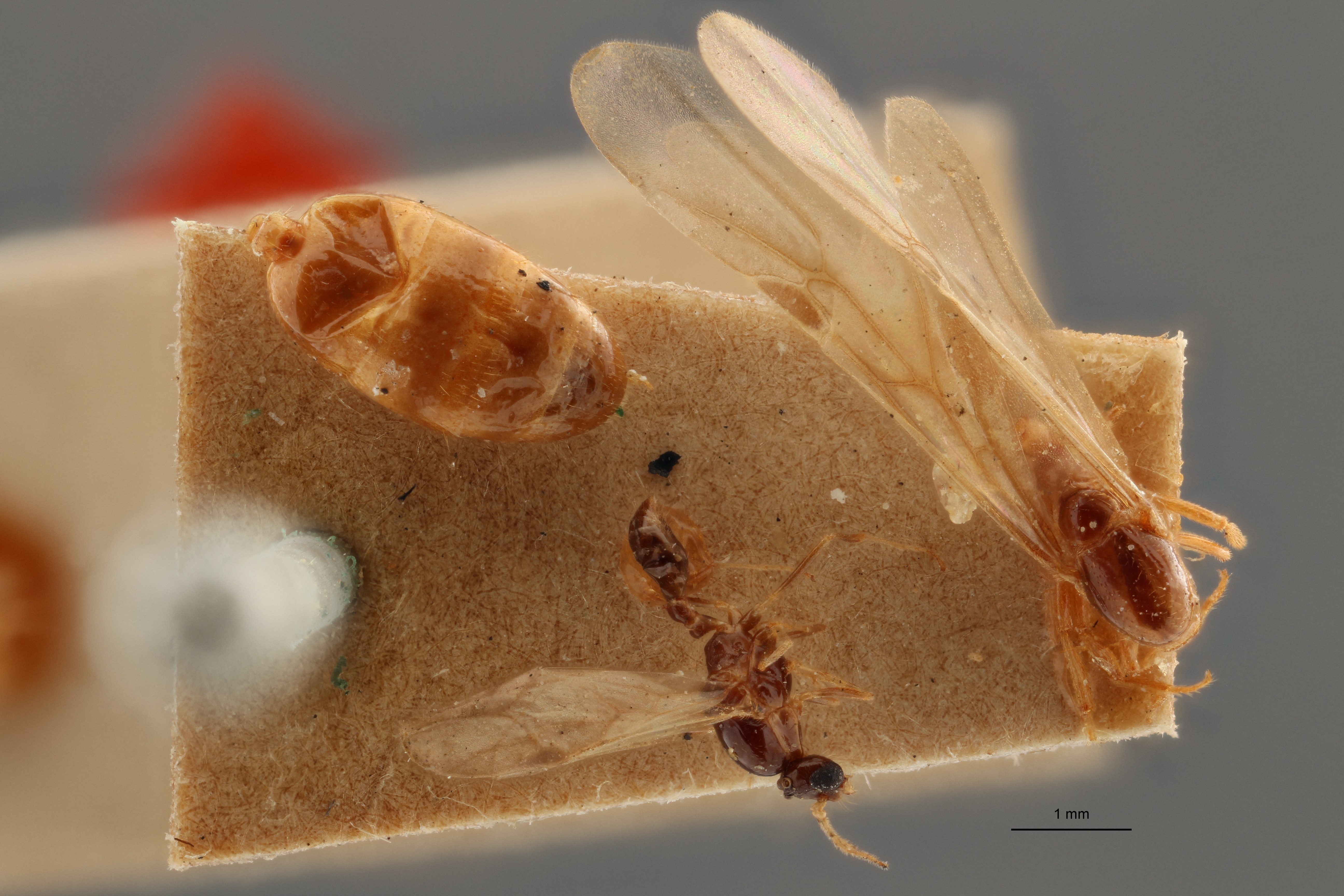 B092 Monomorium santchii Dorsal ZS PMax.jpg