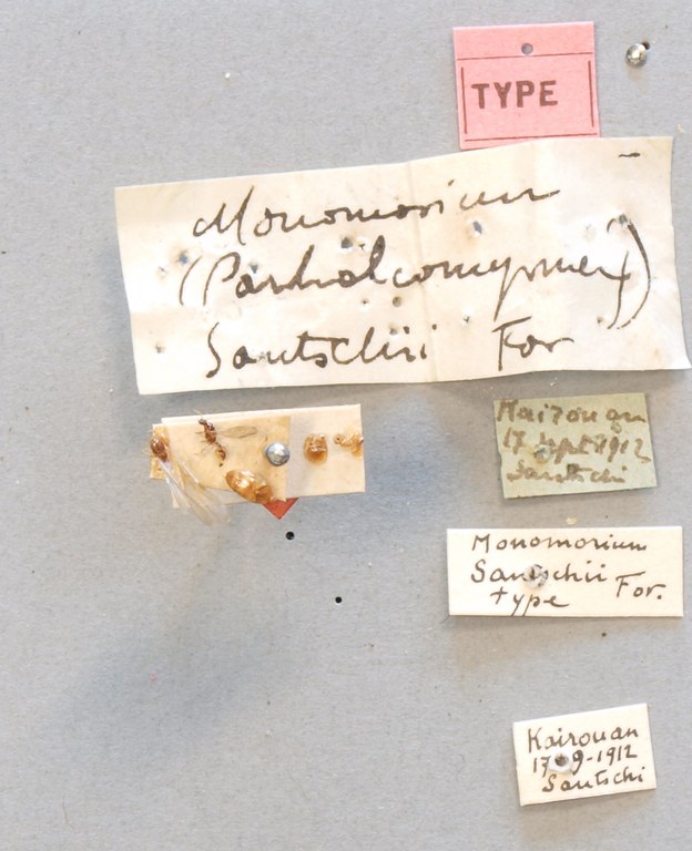 B092 Monomorium santchii Labels.JPG B092 Monomorium santchii Labels.JPG