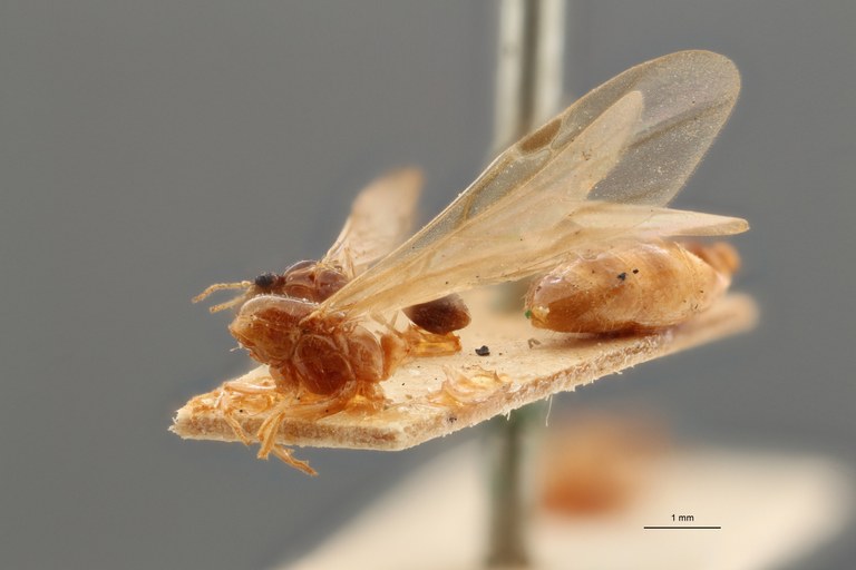 B092 Monomorium santchii Lateral ZS PMax.jpg B092 Monomorium santchii Lateral ZS PMax.jpg