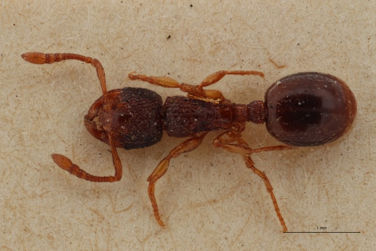B095 Myrmecina graminicola var. Grouvellei Dorsal ZS PMax.jpg B095 Myrmecina graminicola var. Grouvellei Dorsal ZS PMax.jpg