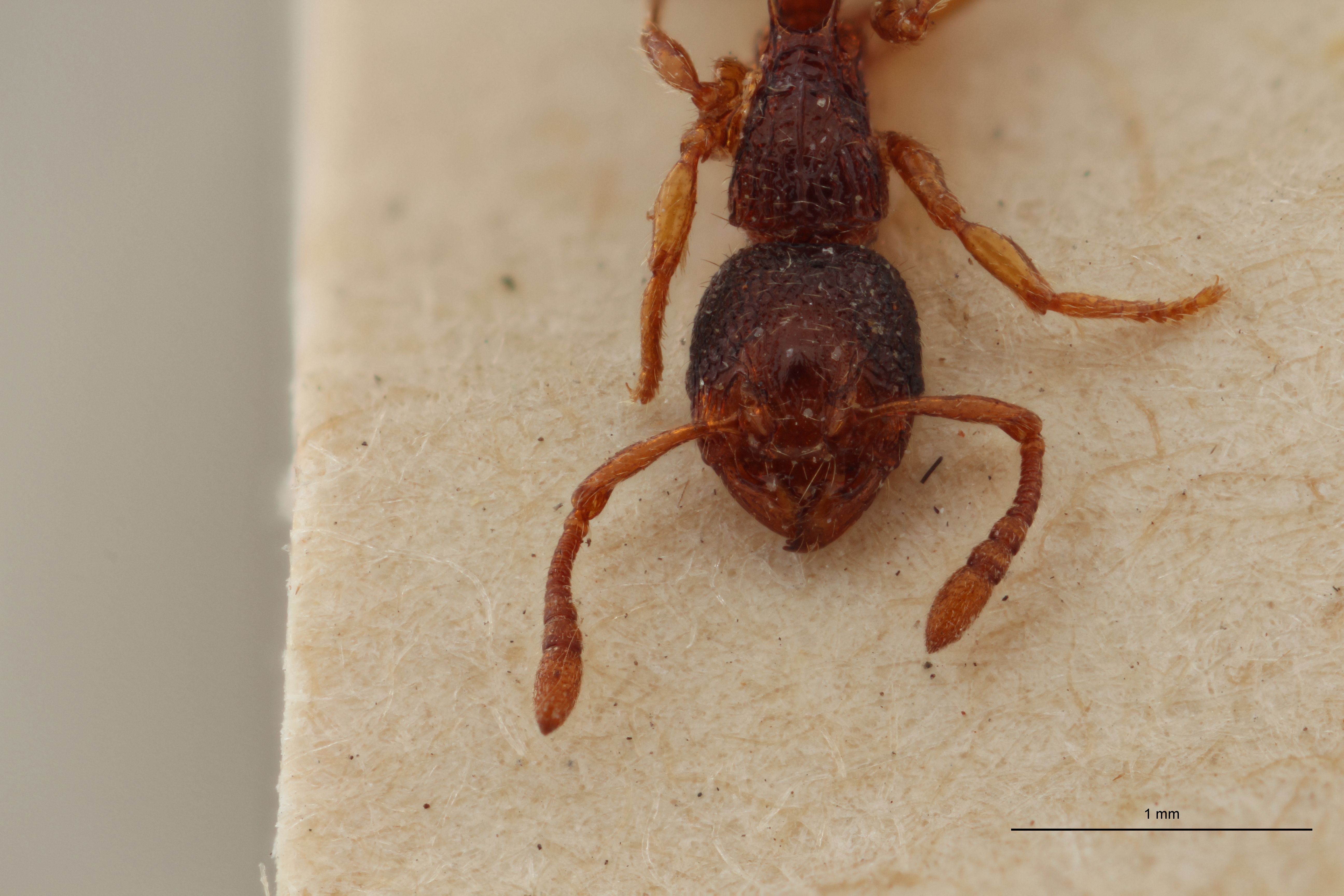 B095 Myrmecina graminicola var. Grouvellei Frontal ZS PMax.jpg