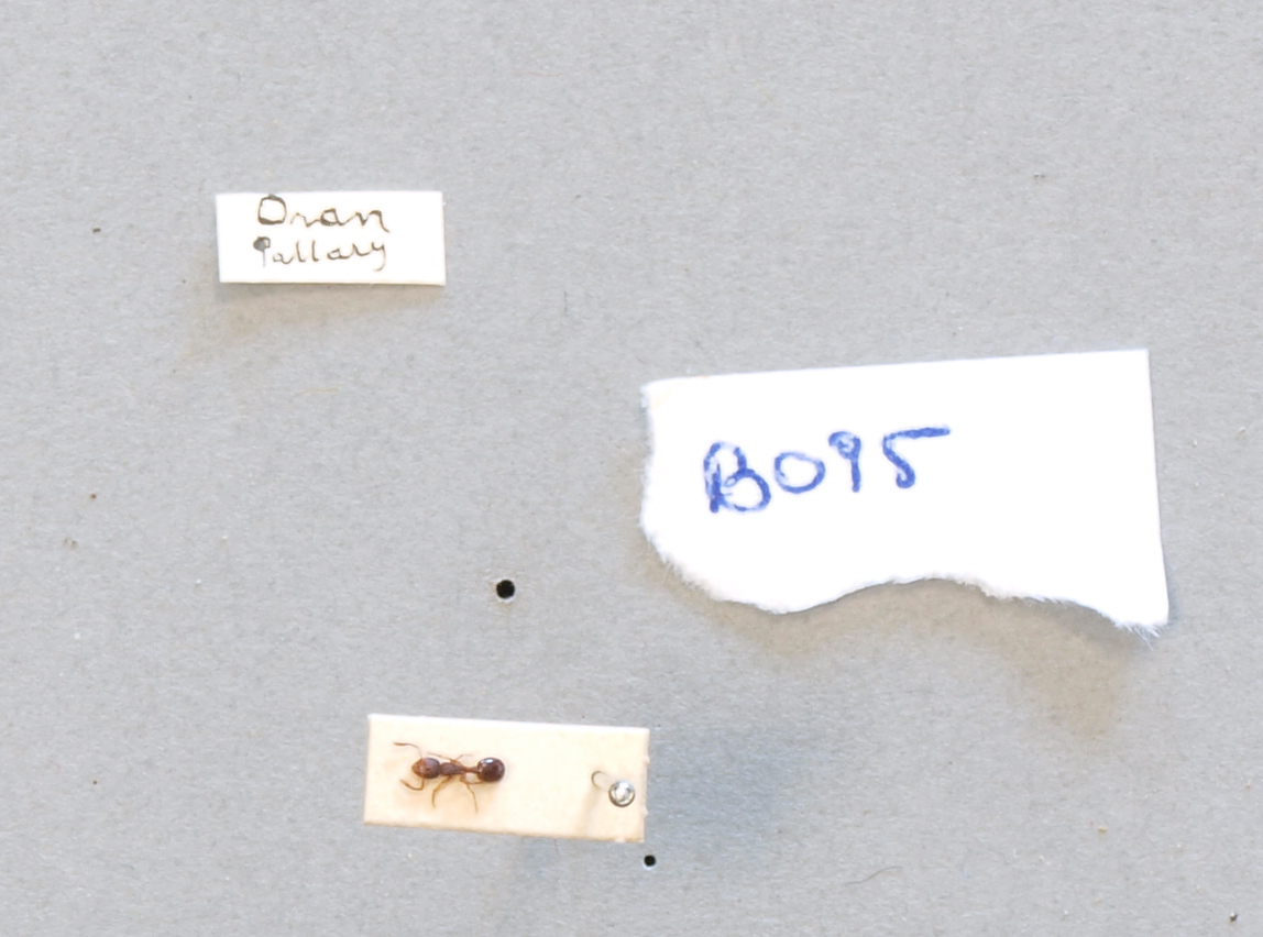 B095 Myrmecina graminicola var. Grouvellei Labels.JPG