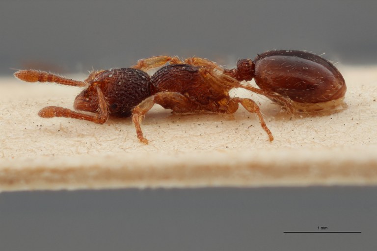 B095 Myrmecina graminicola var. Grouvellei Lateral ZS PMax.jpg B095 Myrmecina graminicola var. Grouvellei Lateral ZS PMax.jpg