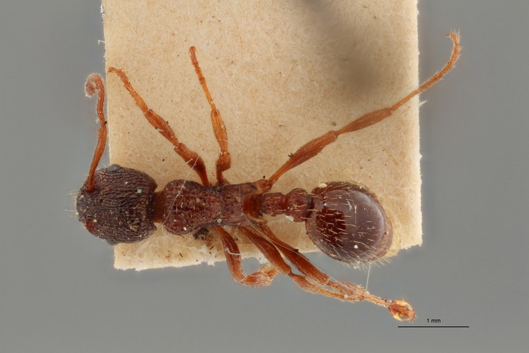 B026 Myrmica arduennae var. pyrenaea Dorsal ZS PMax.jpg B026 Myrmica arduennae var. pyrenaea Dorsal ZS PMax.jpg